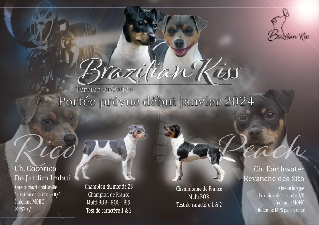 chiot Terrier Bresilien Brazilian Kiss