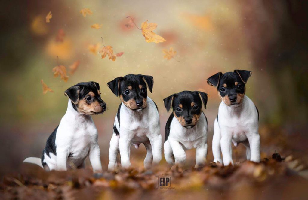 chiot Terrier Bresilien Brazilian Kiss