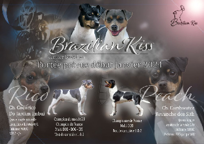 Brazilian Kiss - Terrier Bresilien - Portée née le 02/01/2024