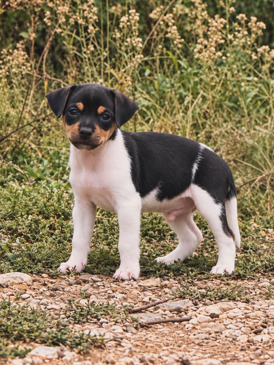 Brazilian Kiss - Chiots disponibles - Terrier Bresilien