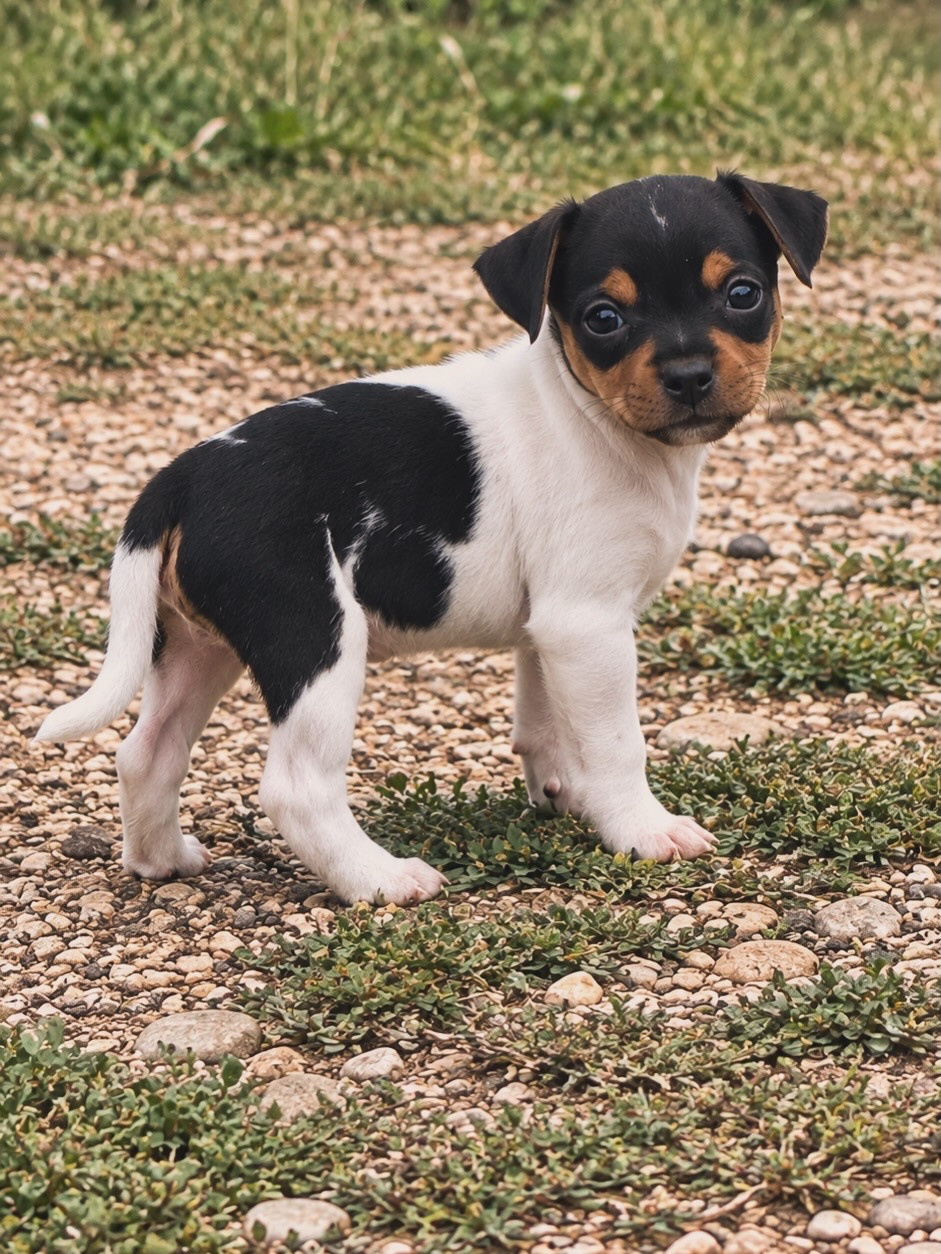 Brazilian Kiss - Chiots disponibles - Terrier Bresilien