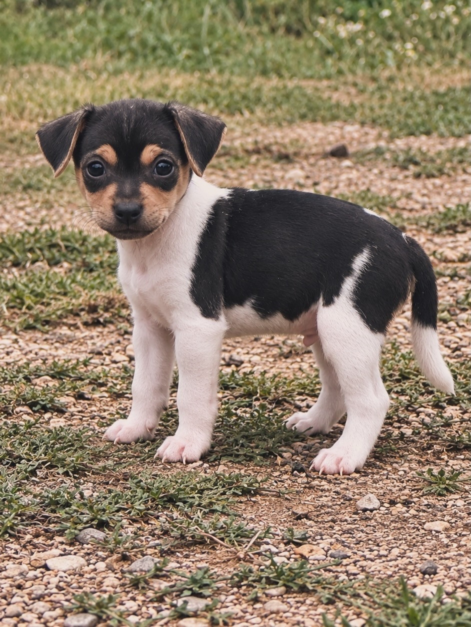 Brazilian Kiss - Chiots disponibles - Terrier Bresilien