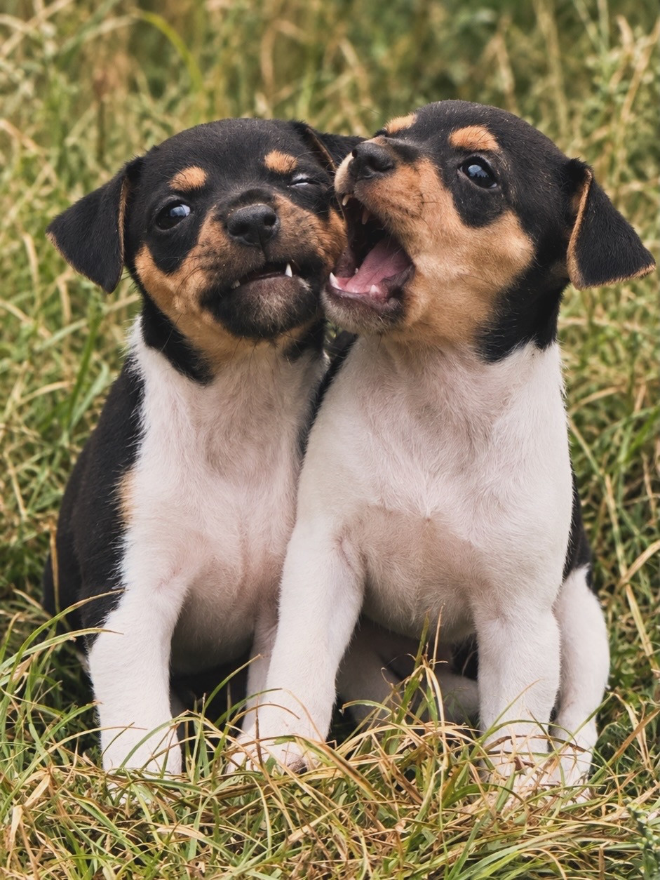 Chiot Terrier Bresilien Brazilian Kiss